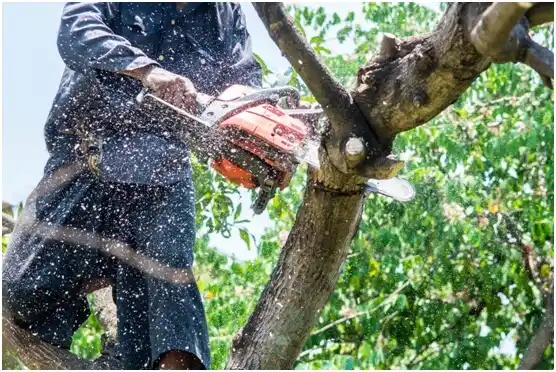 tree services East Pittsburgh